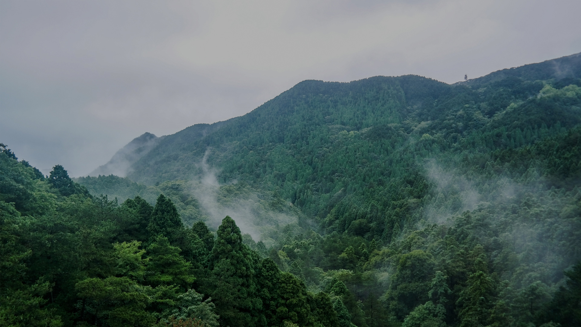 廣西柏木林木業(yè)有限公司